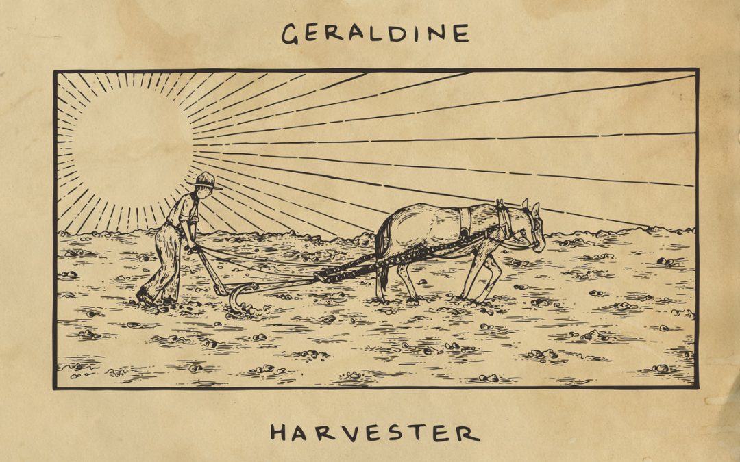 Geraldine – Muscadine