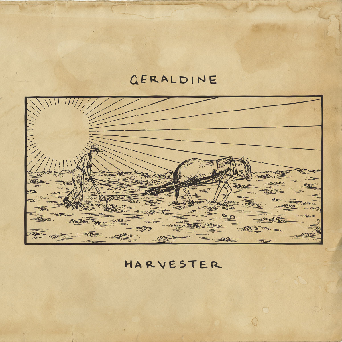 Geraldine – Muscadine